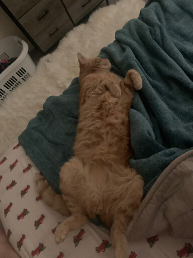 An orange cat laying on it's back looking all cute like