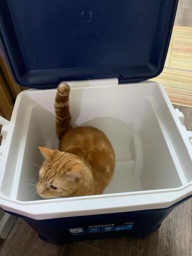 An orange cat in a cooler looking curious